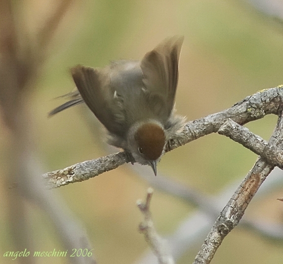 Capinera, Sylvia atricapilla. dieta nella stagione di mezzo.